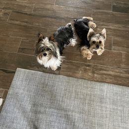 Yorkshire Terrier Puppies from Yorkies of St. George