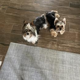 Yorkshire Terrier Puppies from Yorkies of St. George