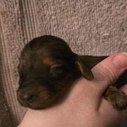 Ben - Red male Dachshund puppy in Windom, Minnesota from Aster Creek Dachshunds