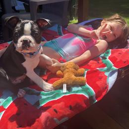 Boston Terrier Puppies from NW Boston Terriers