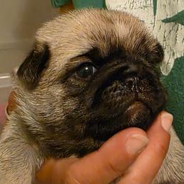 Green Collar Boy - Fawn male Pug puppy in New Braunfels, Texas from Kex Pug Haus