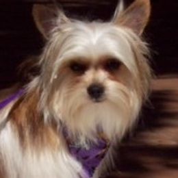Niblett - Yorkshire Terrier