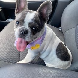 French Bulldogs from Ca’Chet Kennels LLC