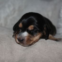 Girl 1 - Dachshund puppy from Murry’s minis