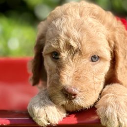 Rose - Double Doodle puppy in Bonita Springs, Florida from Doodle Den SWFL