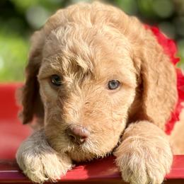 Rose - Double Doodle puppy in Bonita Springs, Florida from Doodle Den SWFL