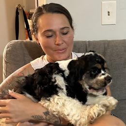 Cocker Spaniel Puppies from Cheaha Cockers