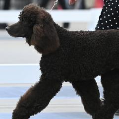 Irish Water Spaniels from Firecreek Farm IWS
