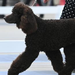 Irish Water Spaniels from Firecreek Farm IWS