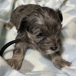 Cockapoo, Goldendoodle, and Maltipoo Puppies from Loris Pampered Pooches💕
