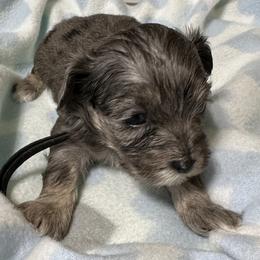 Cockapoo, Goldendoodle, and Maltipoo Puppies from Loris Pampered Pooches💕