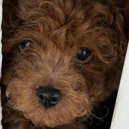 Poodles from JF Kennels Miniature & Toy Poodles