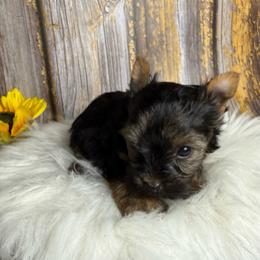 Zuri - Black and tan female Yorkshire Terrier puppy in Tulsa, Oklahoma from Conns Cuddly Canines