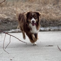 Remy - Miniature Australian Shepherd