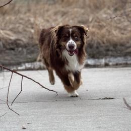 Remy - Miniature Australian Shepherd