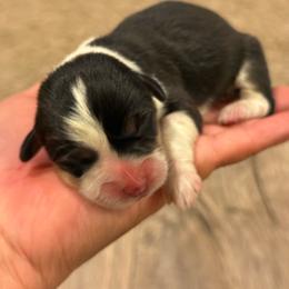 Female tricolor - White and black female Pembroke Welsh Corgi puppy in Glendale, Arizona from CorgiholicsAz