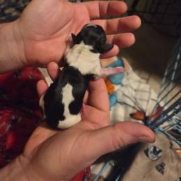 Freddie - Piebald male Dachshund puppy in Mobile, Alabama from Mobile Mini Dachshunds