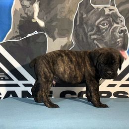 Light Blue Collar Brindle Male - Cane Corso puppy from Da Boyz Cane Corso