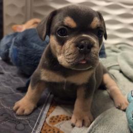 Leo - Tricolors male French Bulldog puppy in Windsor, Colorado from NOCO French Bulldogs