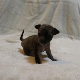 Sophia - Blue merle female Chihuahua puppy in Willamina, Oregon from Cherished Chihuahuas