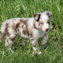 Border Collie Puppies from Bridges Border Collies