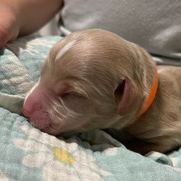 Goldendoodle Puppies from U Need A Doodle