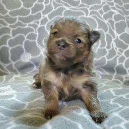 Olivia - Lavender female Pomeranian puppy in Bellevue, Iowa from Fluffy Wonders Poms and Doodles