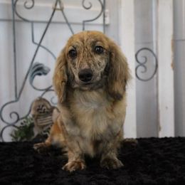 Charleigh - Dachshund