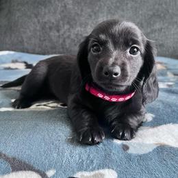 Dahlia - Black female Dachshund puppy in Ocala, Florida from Weenie Boops
