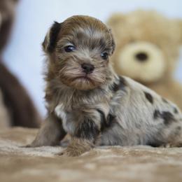 Tavi - Merle male Shihpoo puppy in Nickelsville, Virginia from The Teddybear Shihpoo