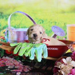 Red collar (Alvin) - Cream male Dachshund puppy in Pace, Florida from Shoebox Doxie’s