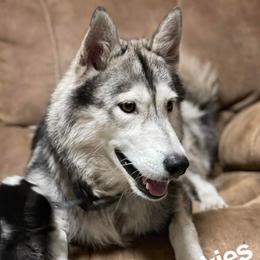 Siberian Huskies and Yorkshire Terriers from Swan City Puppies