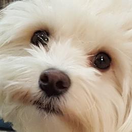 Havanese from Linda Moir
