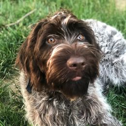 Violet - Wirehaired Pointing Griffon