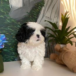 Lola - Shih Tzu puppy in Englewood, New Jersey from Sunnyside Shih Tzu