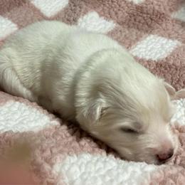 Bathsheba - White female American Eskimo Dog puppy in Westwego, Louisiana from Connie's American Eskimo Dogs and Mini Australian Shepherd Dogs
