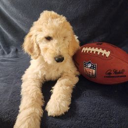 Goldendoodle Puppies from Hampton Blu Doodles