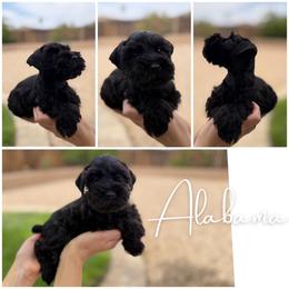 Alabama AKC - Black male Miniature Schnauzer puppy in Victorville, California from West Coast Royal Miniature Schnauzer