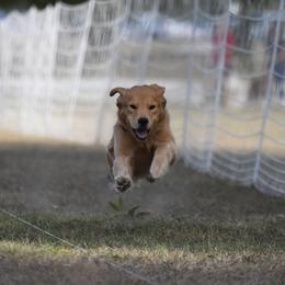 Golden Retrievers from Milestone Goldens