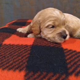 Cockapoo Puppies from Ouachita River Cockspoos