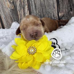Athena - Cream female Companion Cross puppy in Utah County, Utah from Big Hearted Breeders