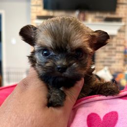 Lilly - Red female Shorkie puppy in Midland, Texas from Southern Yorkie Pies