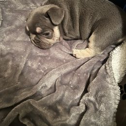 "LILY" French Bulldog Puppies from Only Frenchies