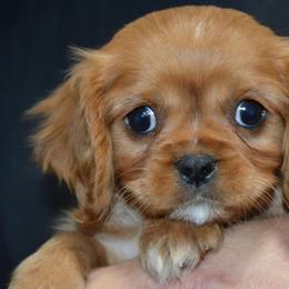 Ronald - Ruby male Cavalier King Charles Spaniel puppy in Townville, South Carolina from Mid Lake Cavaliers