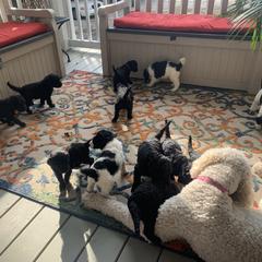 Goldendoodle Puppies from Crystal Coast Cuddles
