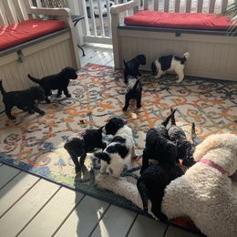 Goldendoodle Puppies from Crystal Coast Cuddles