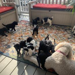 Goldendoodle Puppies from Crystal Coast Cuddles