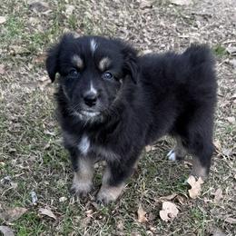 Harper - Black tri-color female Australian Shepherd puppy in Mount Vernon, Texas from RJ's Aussie Posse