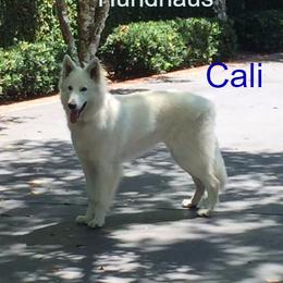 Berger Blanc Suisse and German Shepherd Puppies from Vom Hundhaus German Shepherds