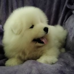Samoyed Puppies from Mountain Laurel Samoyeds